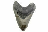 Fossil Megalodon Tooth - North Carolina #378072-1